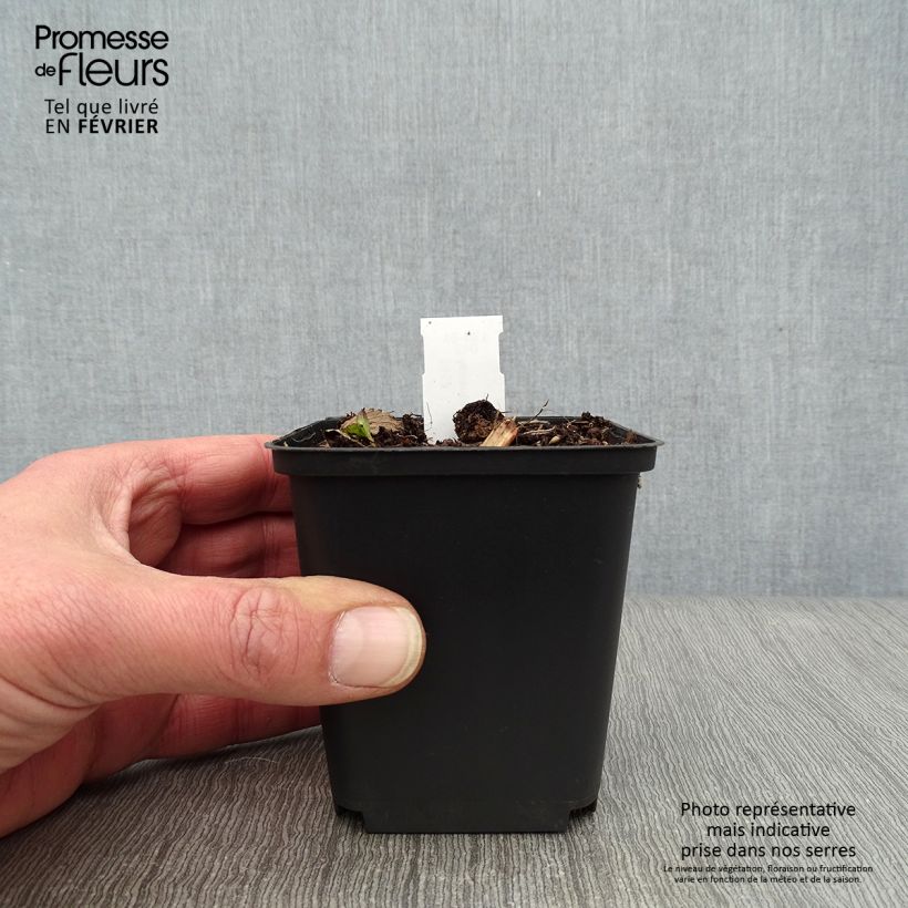 Astrantia major 'Hadspen Blood' 8/9 cm pot sample as delivered in winter