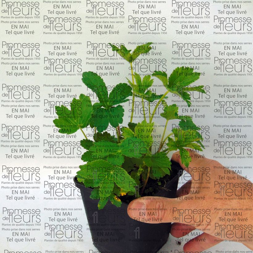 Example of Astrantia major 'Lars' 8/9 cm pot specimen as delivered