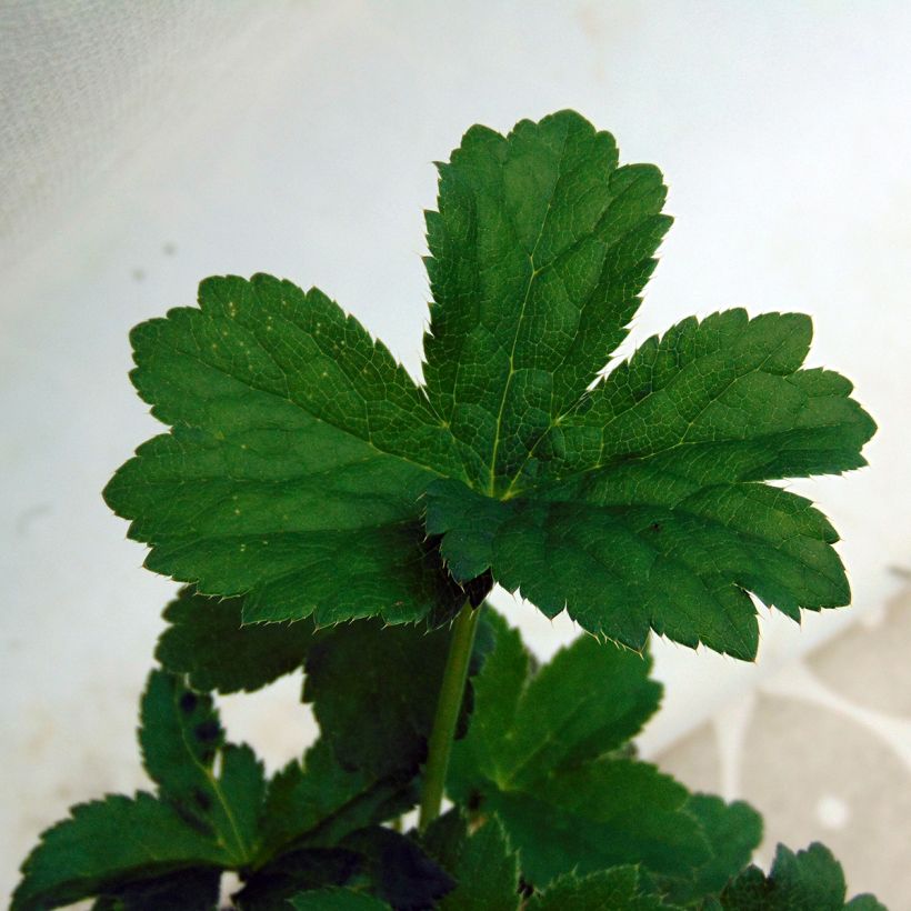 Astrantia Moulin Rouge (Foliage)