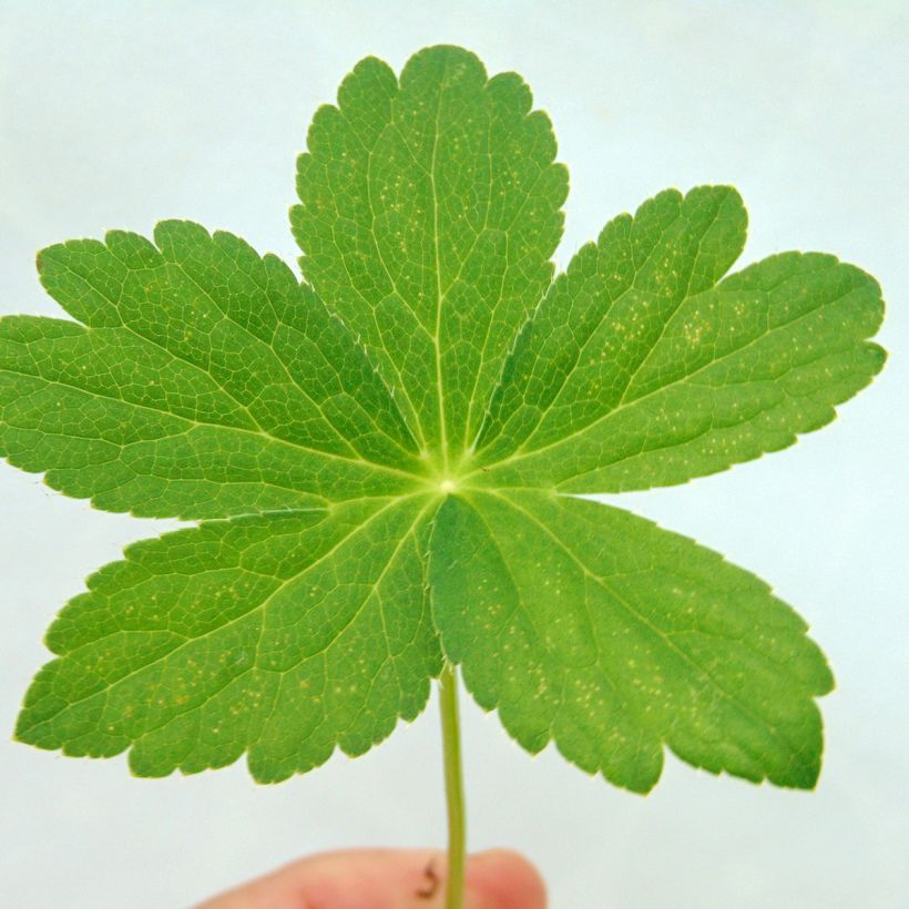 Astrantia major 'Roma' (Foliage)