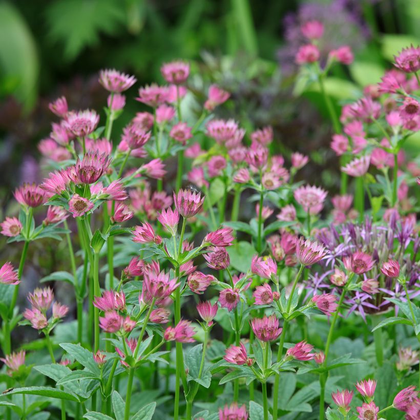 Astrantia major 'Roma' (Plant habit)