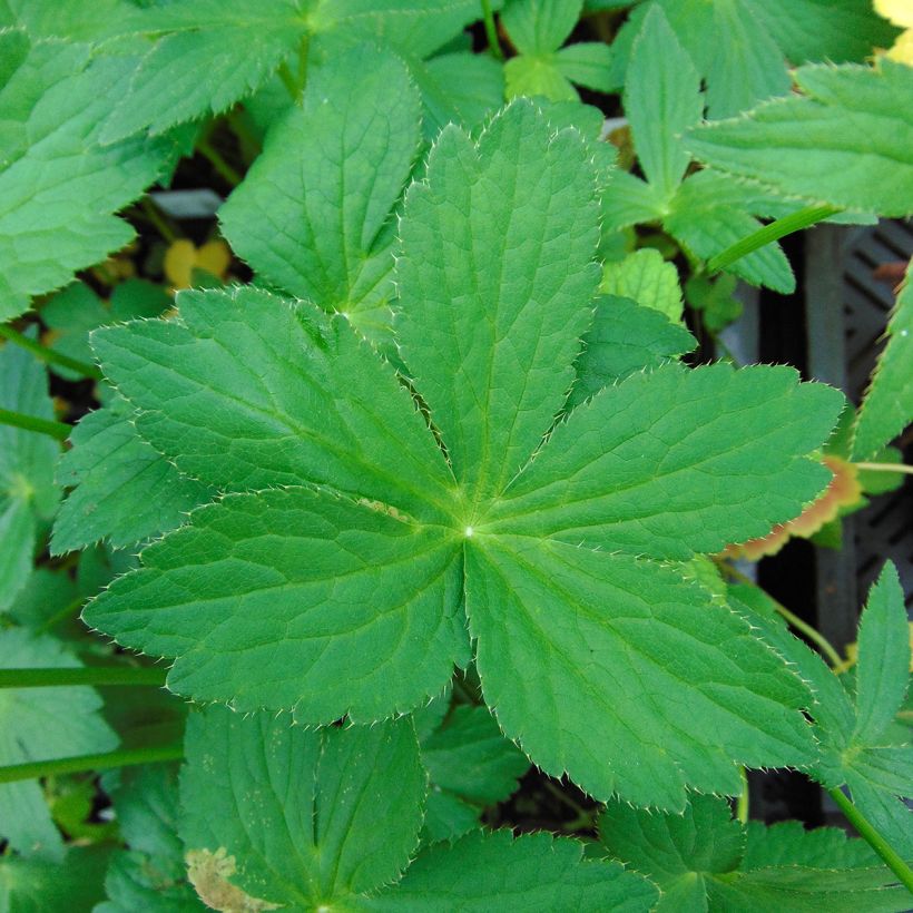 Astrantia major Rosea - Masterwort (Foliage)