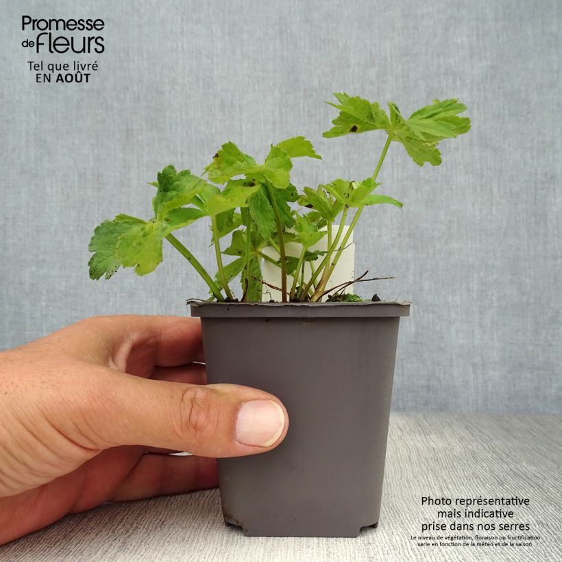 Astrantia major Rosea - Masterwort 8/9 cm pot sample as delivered in summer