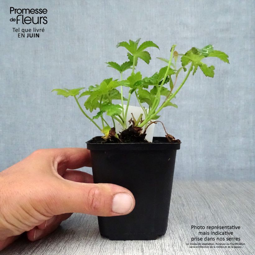 Astrantia major Rubra - Masterwort 8/9 cm pot sample as delivered in summer