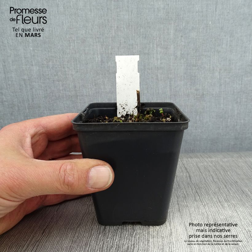 Astrantia major Ruby Star - Masterwort 8/9 cm pot sample as delivered in winter