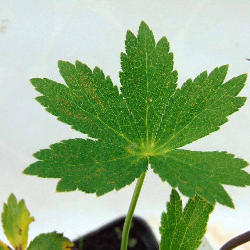 Astrantia major Ruby Wedding - Masterwort (Foliage)