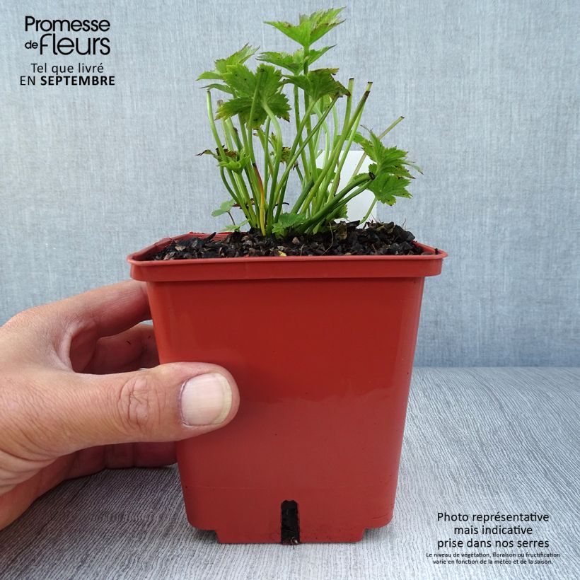Astrantia major Ruby Wedding - Masterwort 1L/1.5L pot sample as delivered in autumn