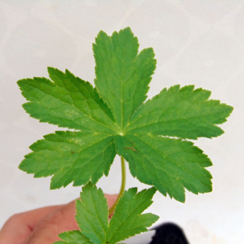 Astrantia major Shaggy - Masterwort (Foliage)