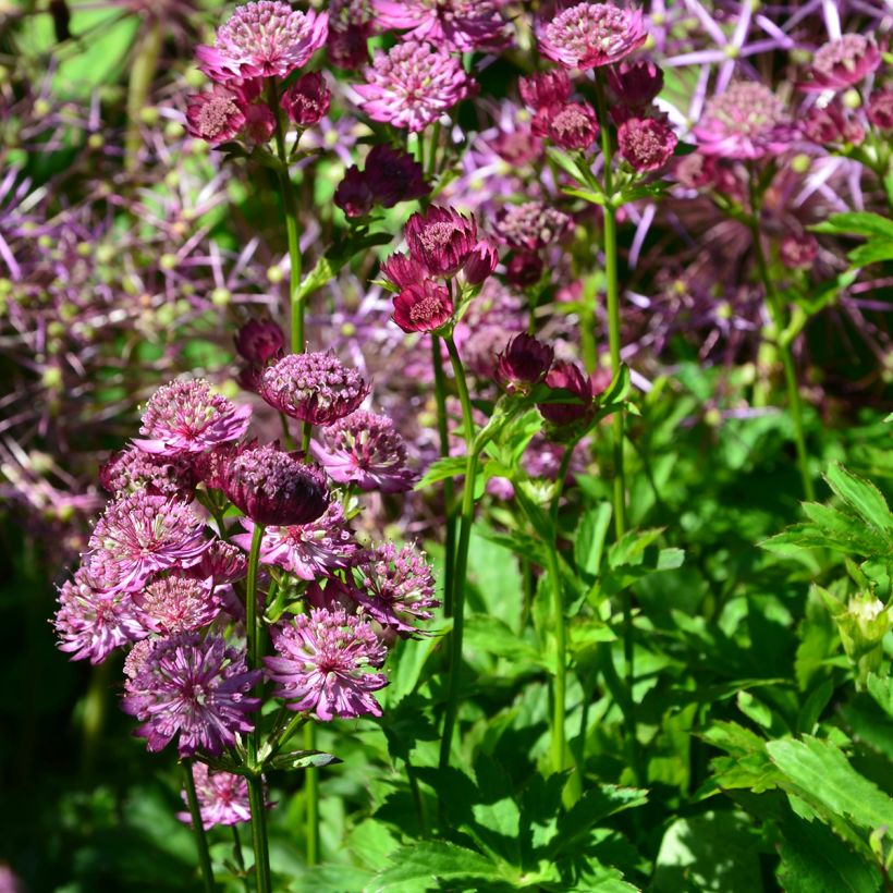 Astrantia major Star of Beauty - Masterwort (Plant habit)