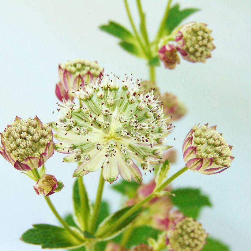 Astrantia major Star of Passion - Masterwort (Flowering)