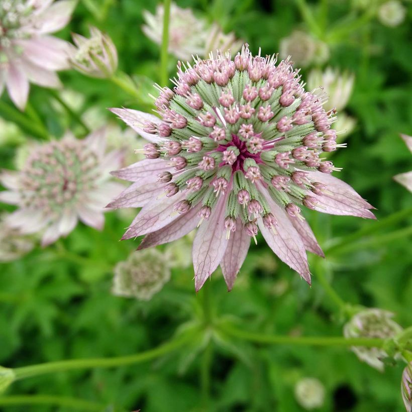 Astrantia major Florence - Great Masterwort (Flowering)