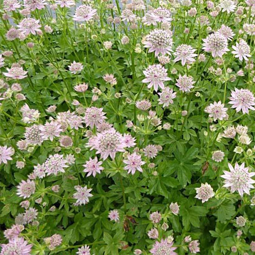 Astrantia major Florence - Great Masterwort (Plant habit)