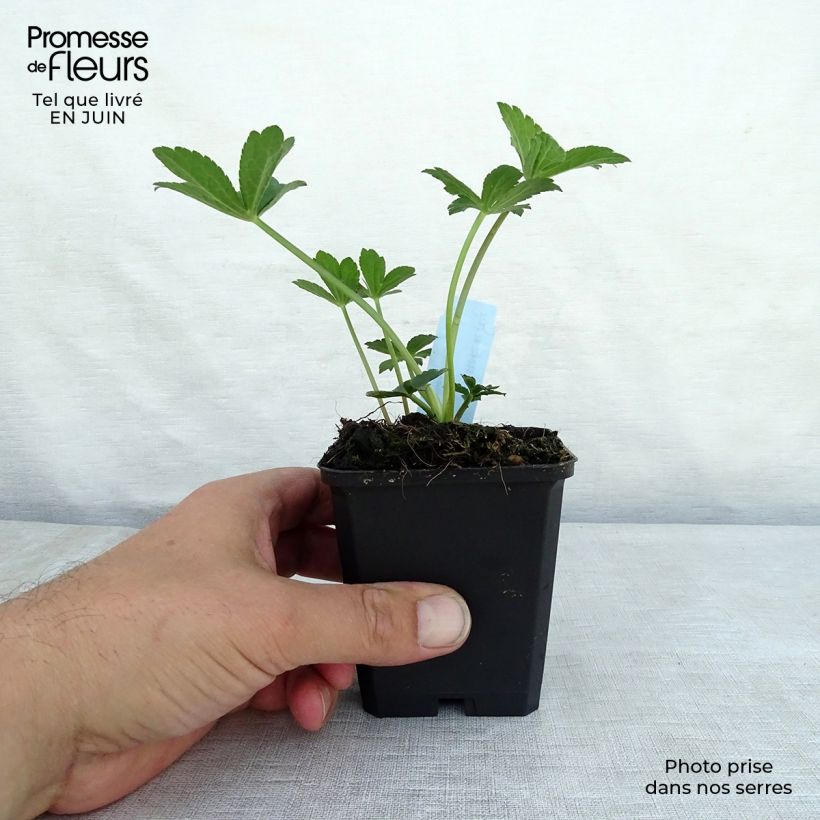 Astrantia major Venice - Masterwort 8/9 cm pot sample as delivered in summer
