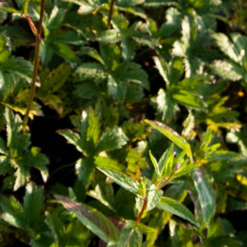 Astrantia major 'Hadspen Blood' (Foliage)