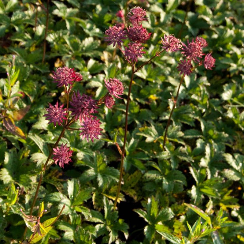 Astrantia major 'Hadspen Blood' (Plant habit)