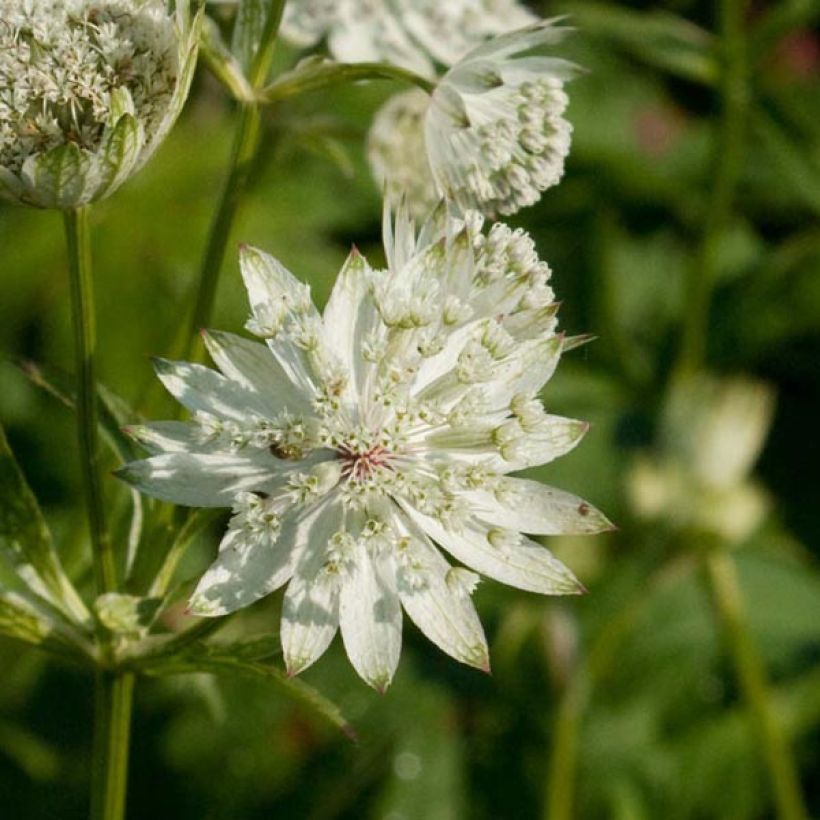 Astrantia major Super Star - Masterwort (Flowering)