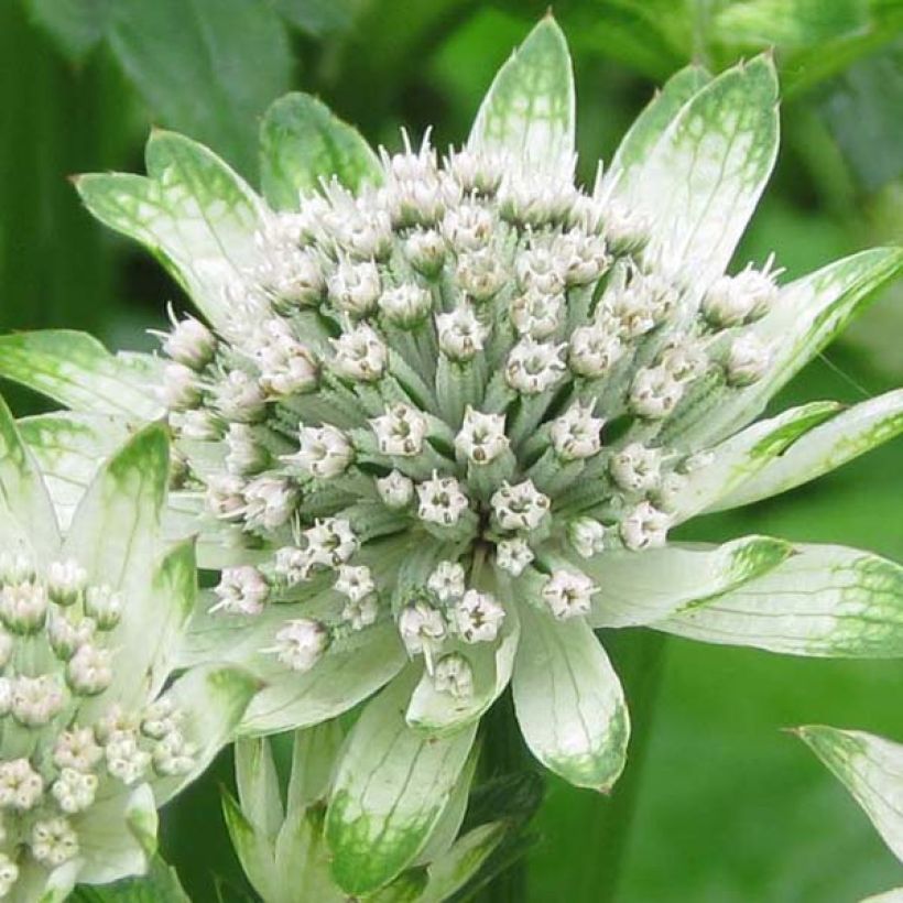 Astrantia major Star of Billion - Masterwort (Flowering)