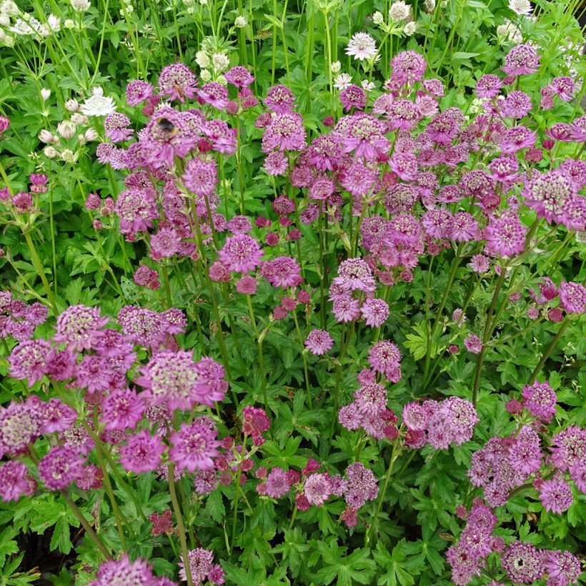 Astrantia major Star of Passion - Masterwort (Plant habit)