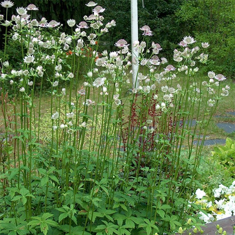 Astrantia major - Masterwort (Plant habit)