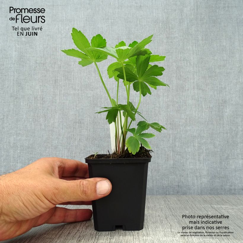Astrantia major - Masterwort 8/9 cm pot sample as delivered in summer