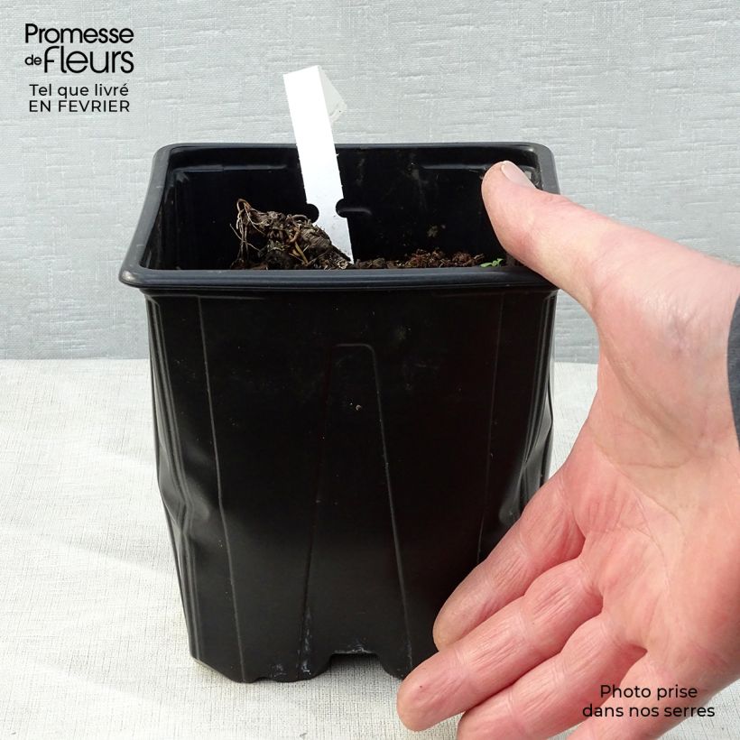 Astrantia major - Masterwort 2L/3L pot sample as delivered in winter