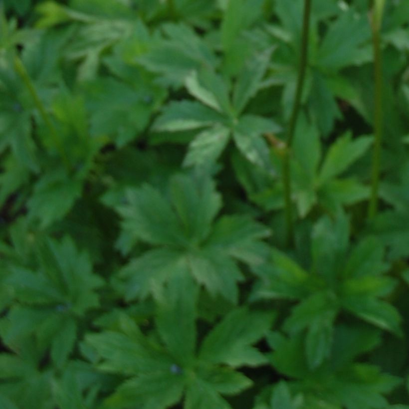 Astrantia major 'Lars' (Foliage)