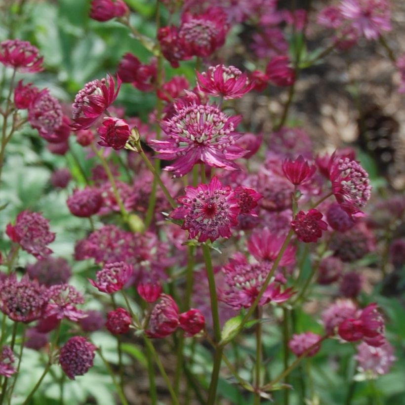 Astrantia major 'Lars' (Flowering)