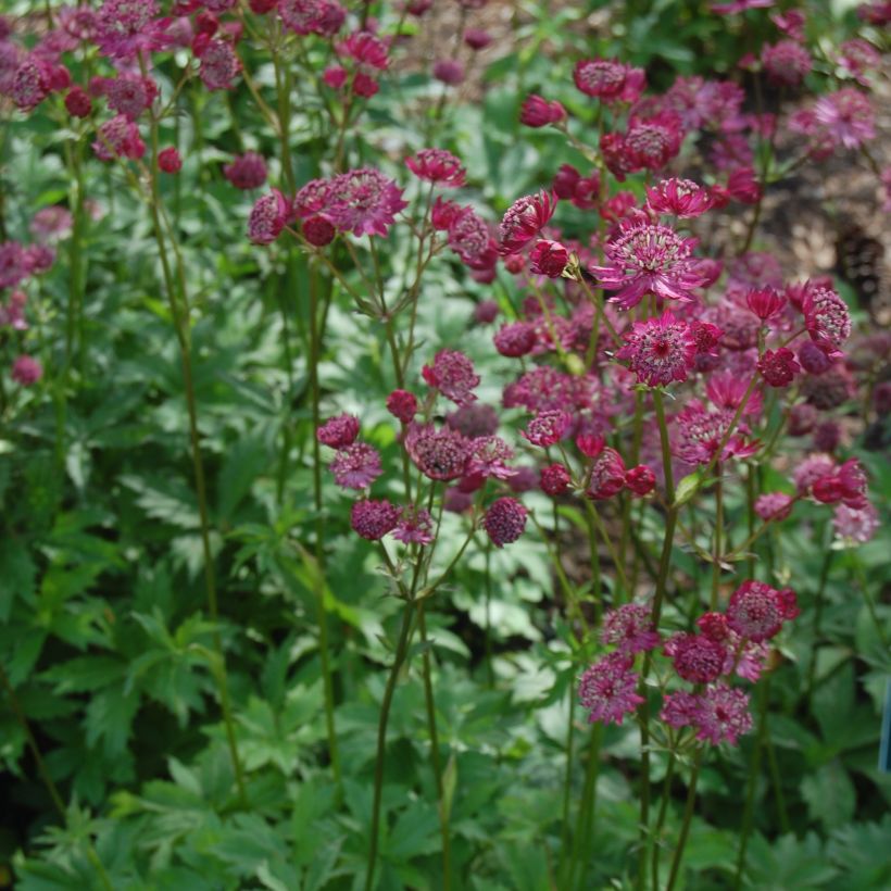 Astrantia major 'Lars' (Plant habit)