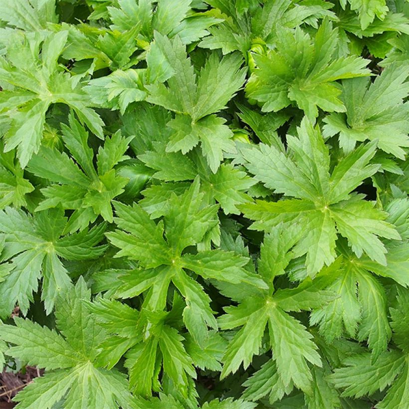 Astrantia major 'Pink Pride' (Foliage)