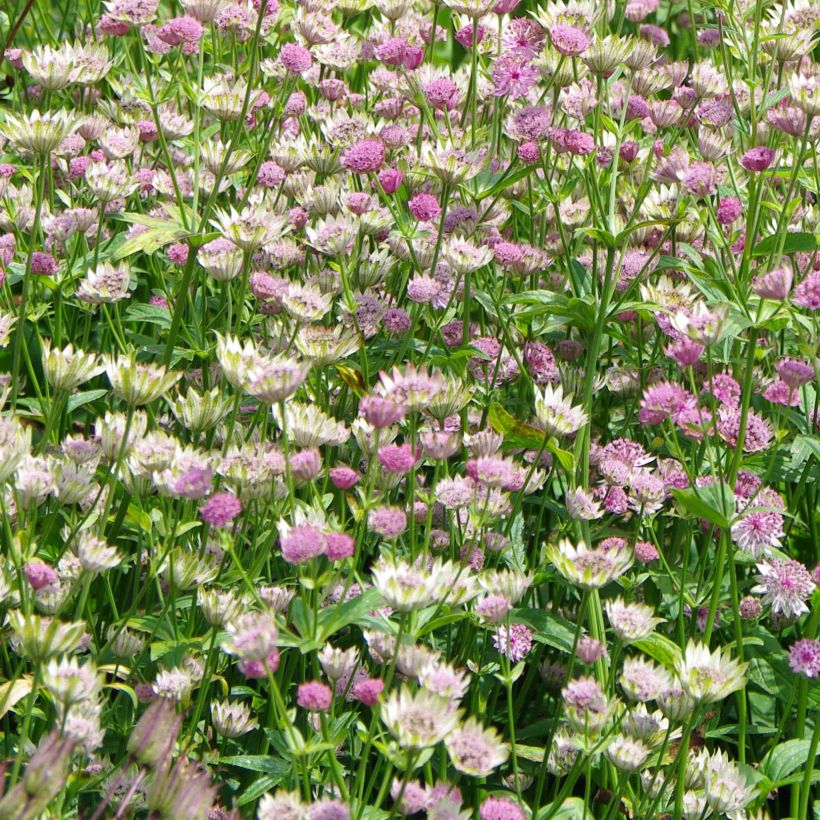 Astrantia major 'Pink Pride' (Flowering)