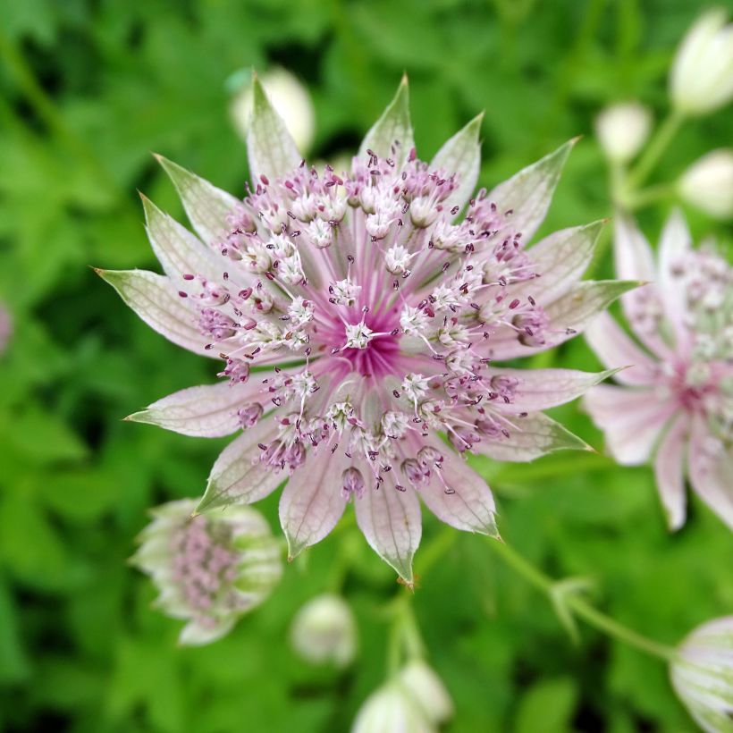 Astrantia major 'Pink Sensation'  (Flowering)