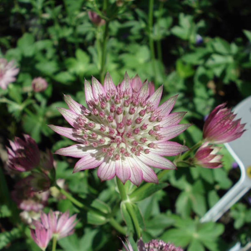 Astrantia major 'Roma' (Flowering)