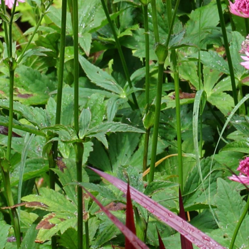 Astrantia major Rosensinfonie - Masterwort (Foliage)