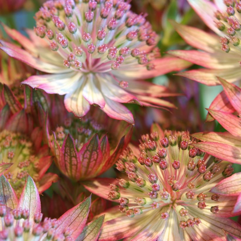 Astrantia major Rosensinfonie - Masterwort (Flowering)