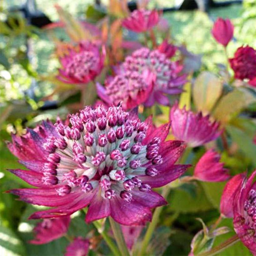 Astrantia major Star of Treasure - Masterwort (Flowering)