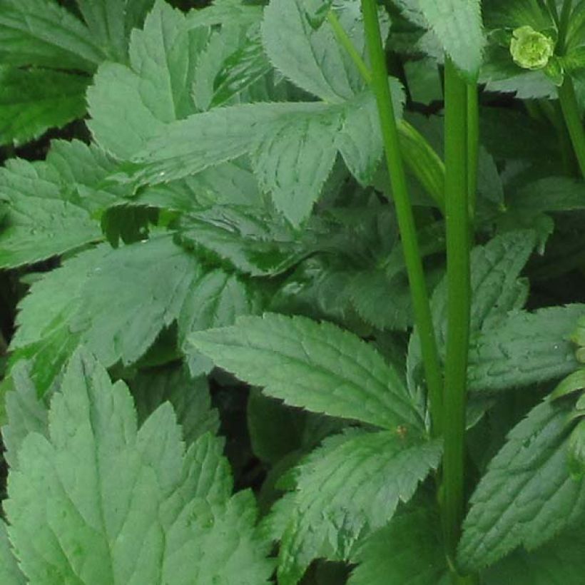 Astrantia major Washfield - Masterwort (Foliage)