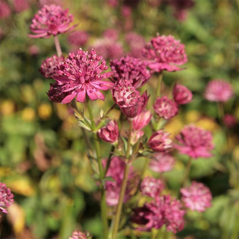 Astrantia major Washfield - Masterwort (Flowering)