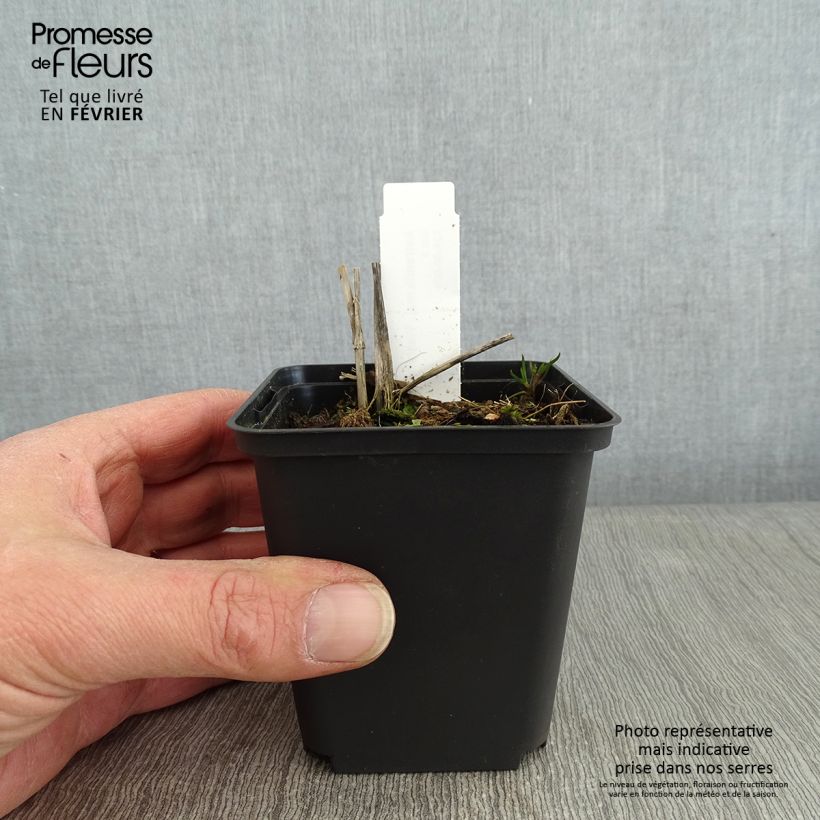 Astrantia major Washfield - Masterwort 8/9 cm pot sample as delivered in winter