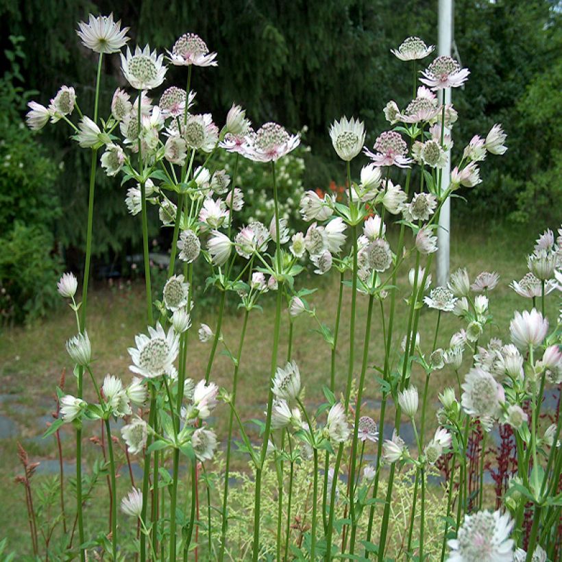 Astrantia major 'Alba'  (Plant habit)
