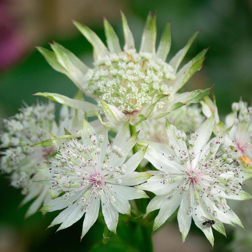 Astrantia major White Giant - Masterwort (Flowering)