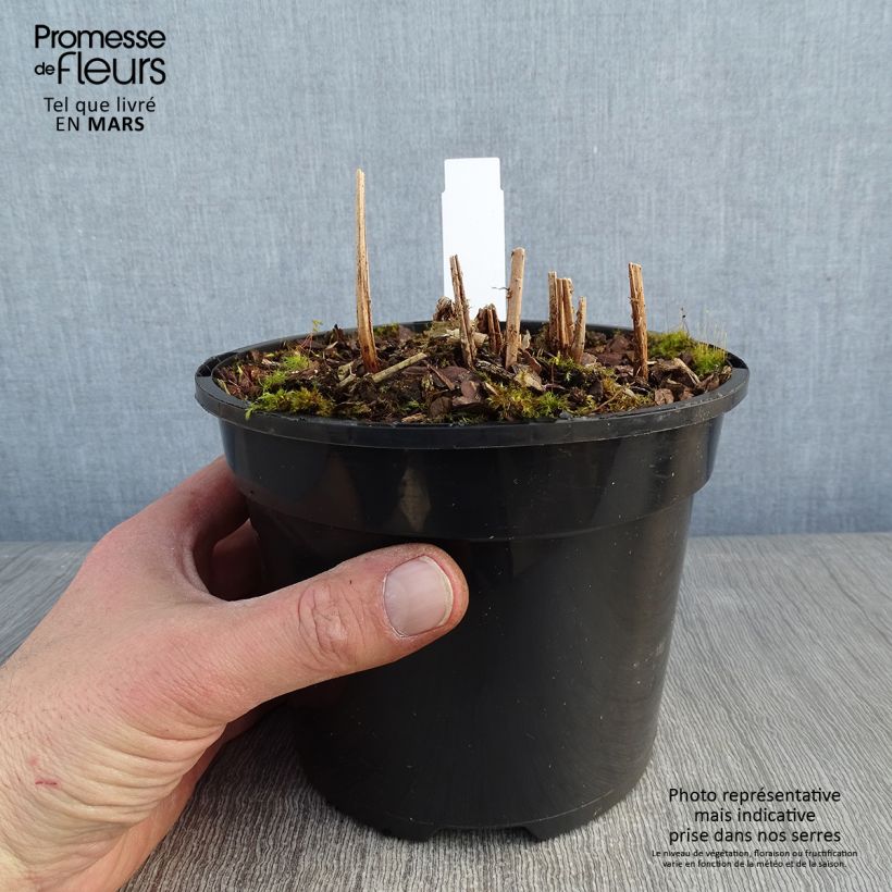 Athyrium niponicum var. pictum Ghost - Painted Fern 2L/3L pot sample as delivered in winter