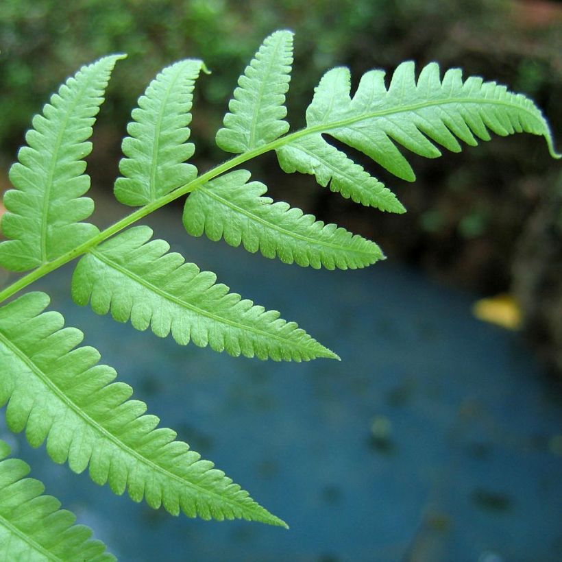 Athyrium filix-femina - Lady Fern (Foliage)