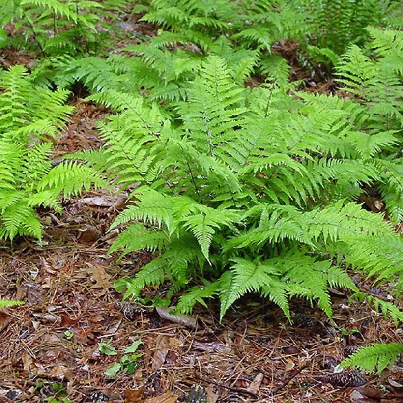 Athyrium filix-femina - Lady Fern (Plant habit)