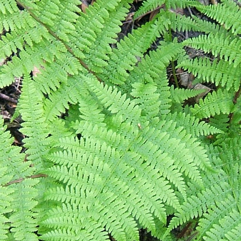 Athyrium filix-femina Cruciatum Group - Lady Fern (Foliage)