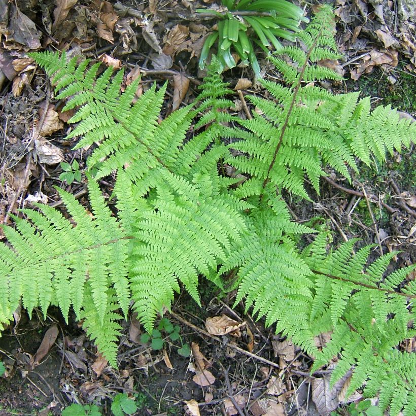 Athyrium filix-femina Cruciatum Group - Lady Fern (Plant habit)