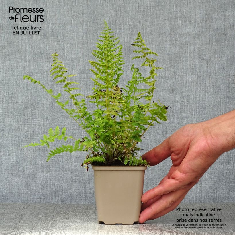 Athyrium filix-femina - Lady Fern 8/9 cm pot sample as delivered in summer