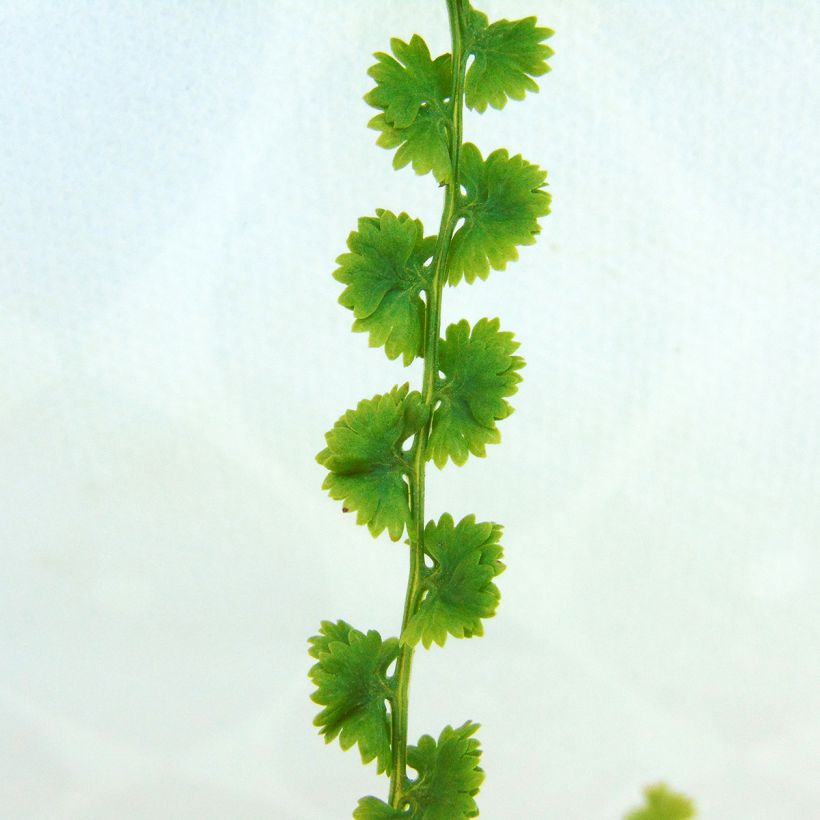 Athyrium filix-femina Frizelliae - Lady Fern (Foliage)