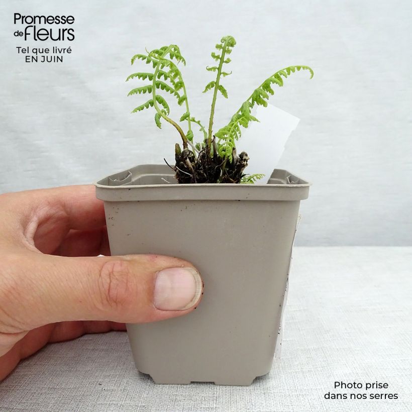 Athyrium filix-femina Lady in Red - Lady Fern 8/9 cm pot sample as delivered in summer