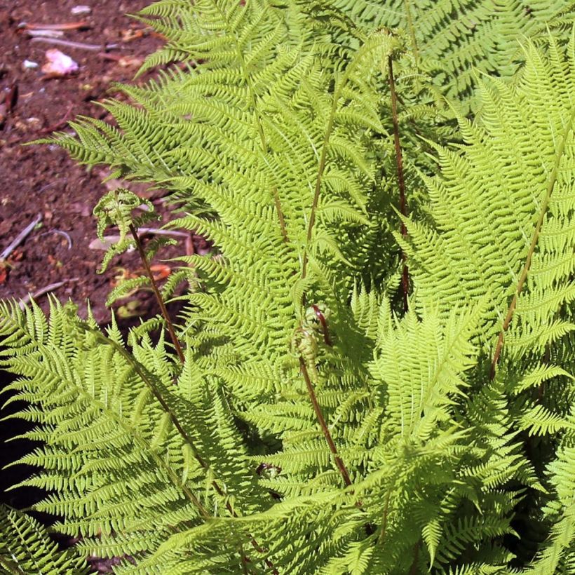 Athyrium filix-femina Rotstiel - Lady Fern (Foliage)