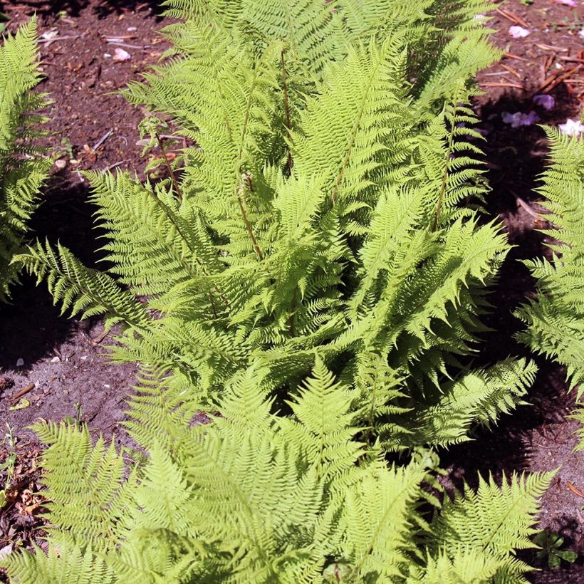 Athyrium filix-femina Rotstiel - Lady Fern (Plant habit)